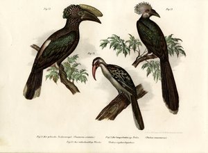 Hornbill, 1864 av German School